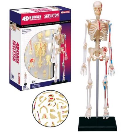 Anatomie člověka - kostra