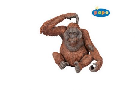 PAPO Orangutan