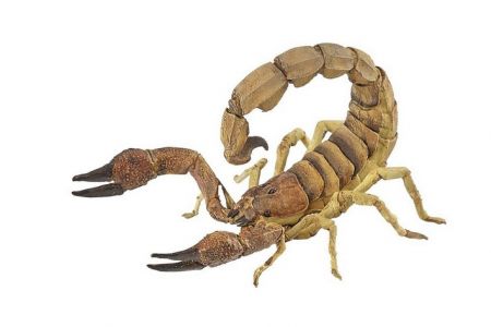 PAPO Škorpion 8,5cm