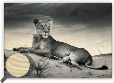 Dřevěný obraz Lioness / 48,5cm x 34cm / O012