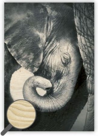Dřevěný obraz Little Elephant / 34cm x 48,5cm / O014
