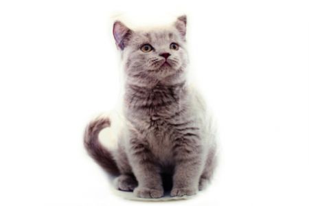 Polštářek 32 x 25 cm šedé kotě