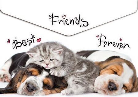 Spisové desky "Animals", s drukem, A4, PP, 160 micron, PANTA PLAST