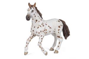PAPO Apaloosa