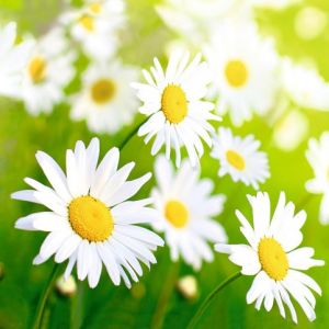 Ubrousky 33/3/20 Sedmikrásky (Herlitz)