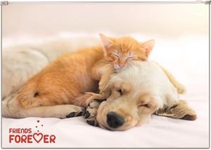 Desky na zip "Friends", A4, PP, 160 micron, PANTA PLAST