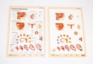 Tabulka Soustava rozmnožovací (7690-104)