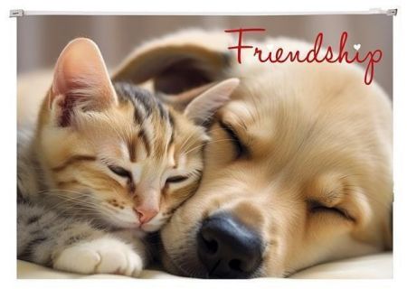 Obal se zipem "Friendship", A4, PP, 180 micron, PANTA PLAST