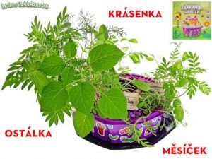 Grow&decorate - 4druhy sazenic s doplňky v PVC květináči v krabičce