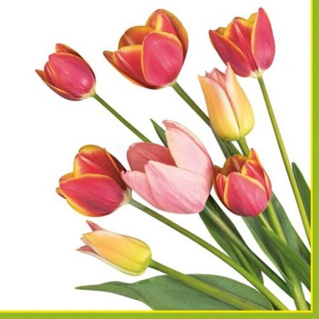 Ubrousky DAISY L (20ks) Photo Tulips