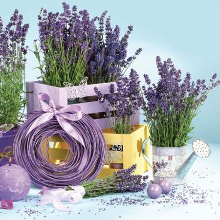 Ubrousky MAKI L (20ks) Lavender Indoors