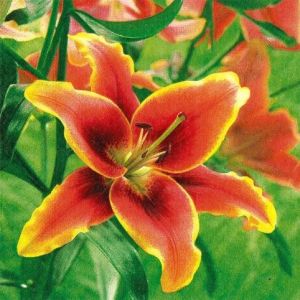 Ubrousky Paper Design L (20ks) LILIUM
