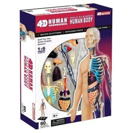 Anatomie člověka - 1/2 těla 15,5 cm