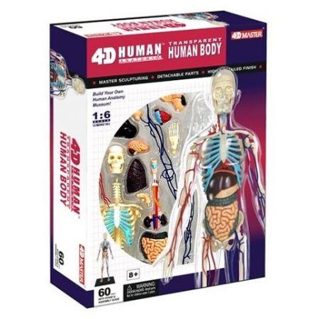 Anatomie člověka - Transparentní tělo 15,5 cm