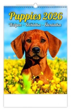 Kalendář nástěnný Puppies/Welpen/Štěňátka/Šteniatka 2026 / 33cm x 24cm / N181-26