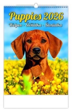 Kalendář nástěnný Puppies/Welpen/Štěňátka/Šteniatka 2026 / 33cm x 24cm / N181-26