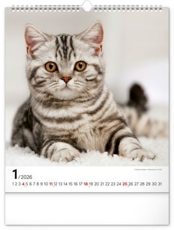 Kalendář nástěnný Kočky 2026, 30 x 34 cm / PGN-35225-L