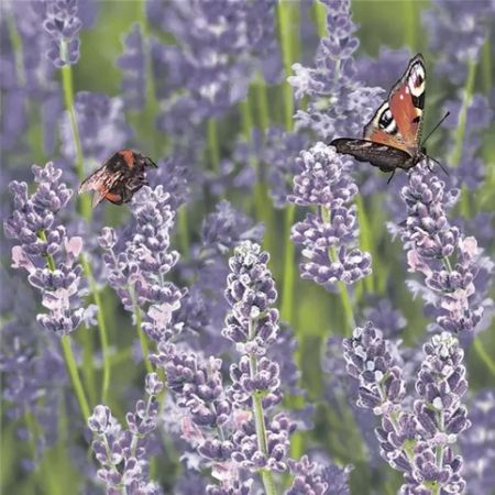 Ubrousky DAISY L (20ks) Lavender Field with Bumblebee