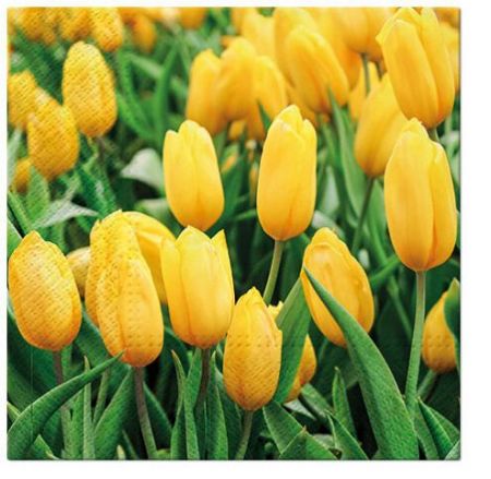 Ubrousky PAW Dekor L (20ks) Tulips Field