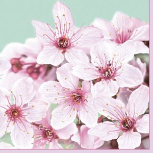 Ubrousky DAISY L (20ks) Cherry Blossom