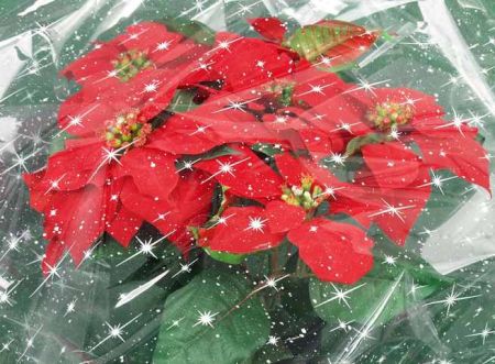 Celofan 100x130 /50/ Pegasus Blu