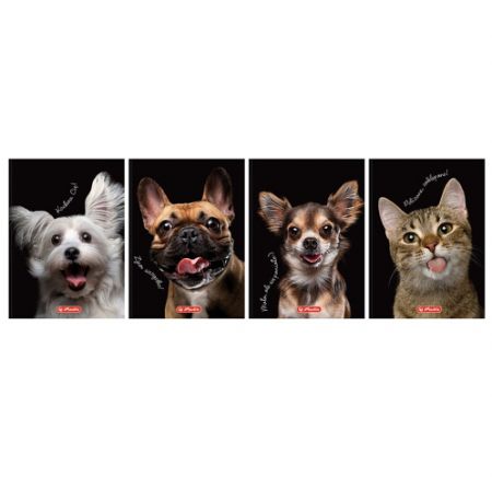 Záznamní kniha A6 96l 70g Crazy Animal čtv.