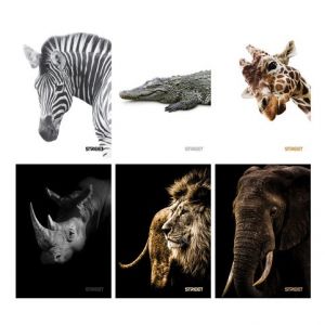 Sešit SAFARI A4 56l linkovaný