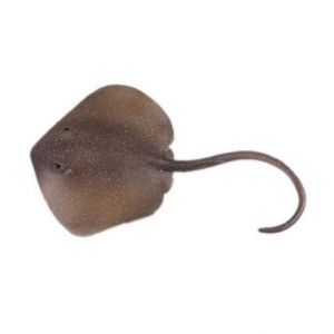 Figurka Rejnok Trnucha východní 18,5 cm