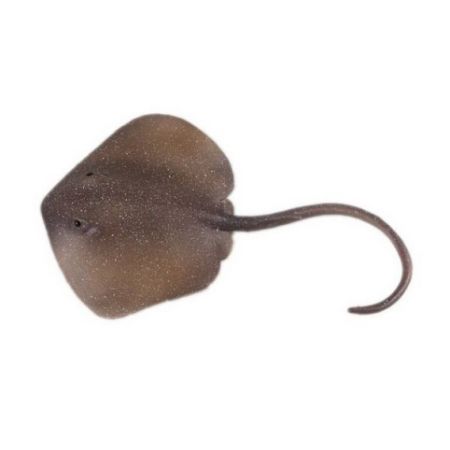 Figurka Rejnok Trnucha východní 18,5 cm