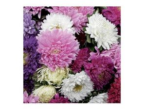 Ubrousek P 33x33 celorok SPM712182