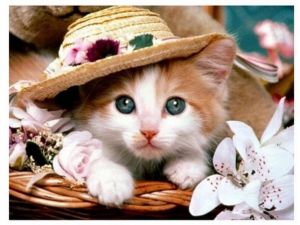 Diamantové malování 40x30cm, kotě<br />