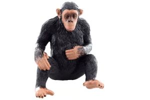 Šimpanz