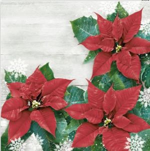 Ubrousky Daisy vánoční Red Poinsettias Frame