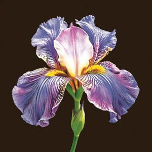 Ubrousky MAKI L (20ks) Mysterious Purple Iris on Black