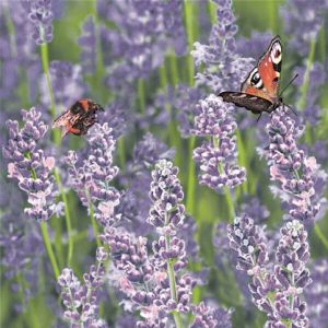 Ubrousky MAKI L (20ks) Lavender Field with Bumblebee