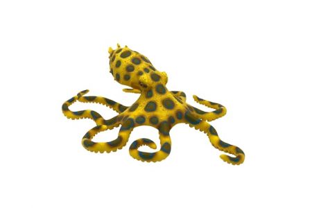 Chobotnice modroprstá