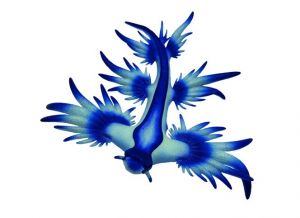 Modrý mořský slimák