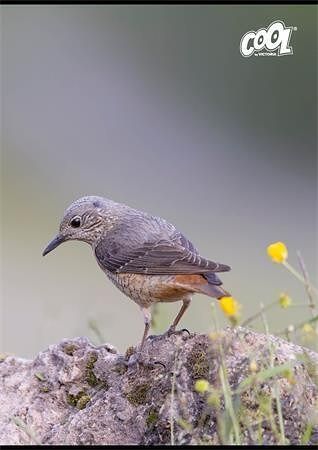 Sešit "Birds", mix motivů, A4, linkovaný, 80 listů, COOL BY VICTORIA