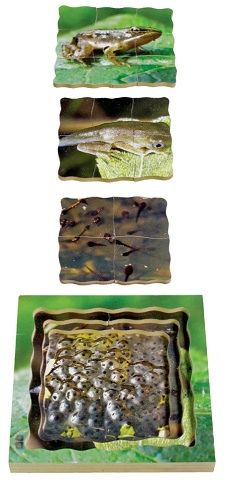 Just Jigsaws 604 Žába a její životní cyklus - dřevěné vrstvené puzzle 19 dílů