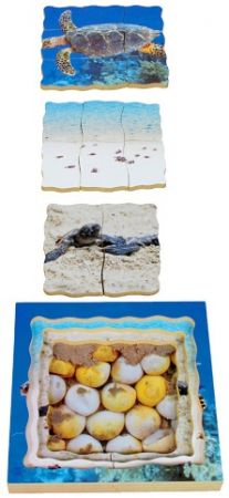 Just Jigsaws 605 Želva a její životní cyklus - dřevěné vrstvené puzzle 19 dílů