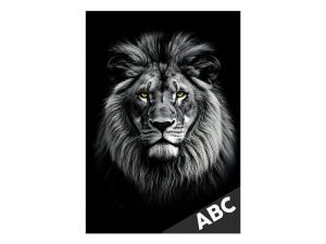 Desky na ABC Lev