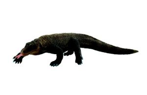 Varan Komodský