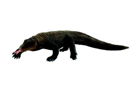 Varan Komodský