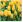 Ubrousky PAW Dekor L (20ks) Tulips Field