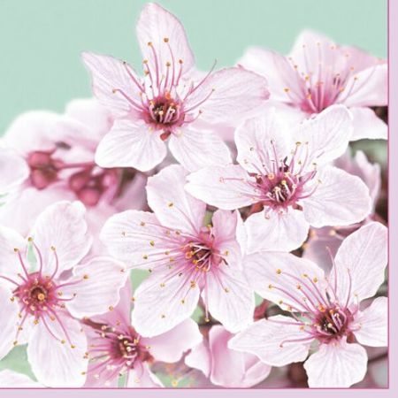 Ubrousky DAISY L (20ks) Cherry Blossom