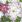 Ubrousky MAKI L (20ks) Succulent Plants and Stones Composition