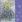 Ubrousky GOMAR L (20ks) Lavendula vera
