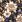 Ubrousky MAKI L (20ks) Decorative Flower Wallpaper