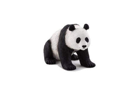 Panda velká