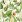 Ubrousky PAW Dekor L (20ks) Avocado Forever